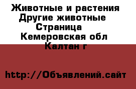 Животные и растения Другие животные - Страница 3 . Кемеровская обл.,Калтан г.